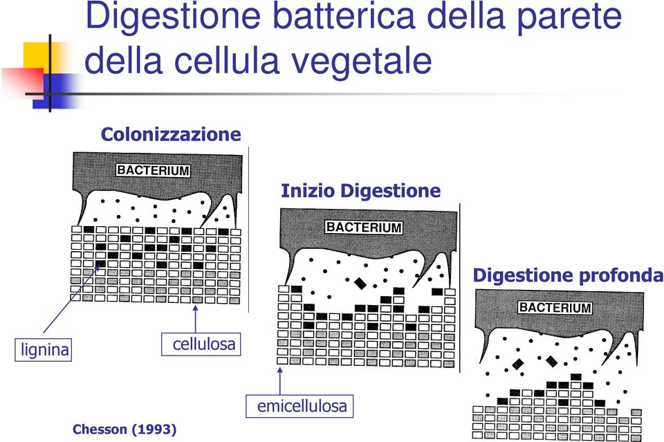 Inizio Digestione Digestione profonda