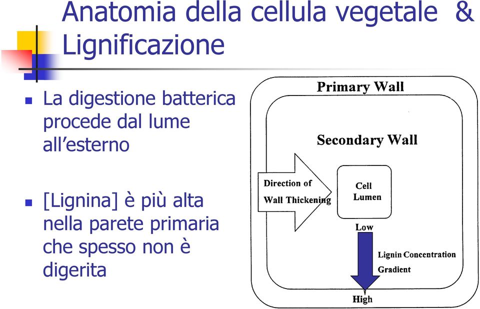 procede dal lume all esterno [Lignina] è