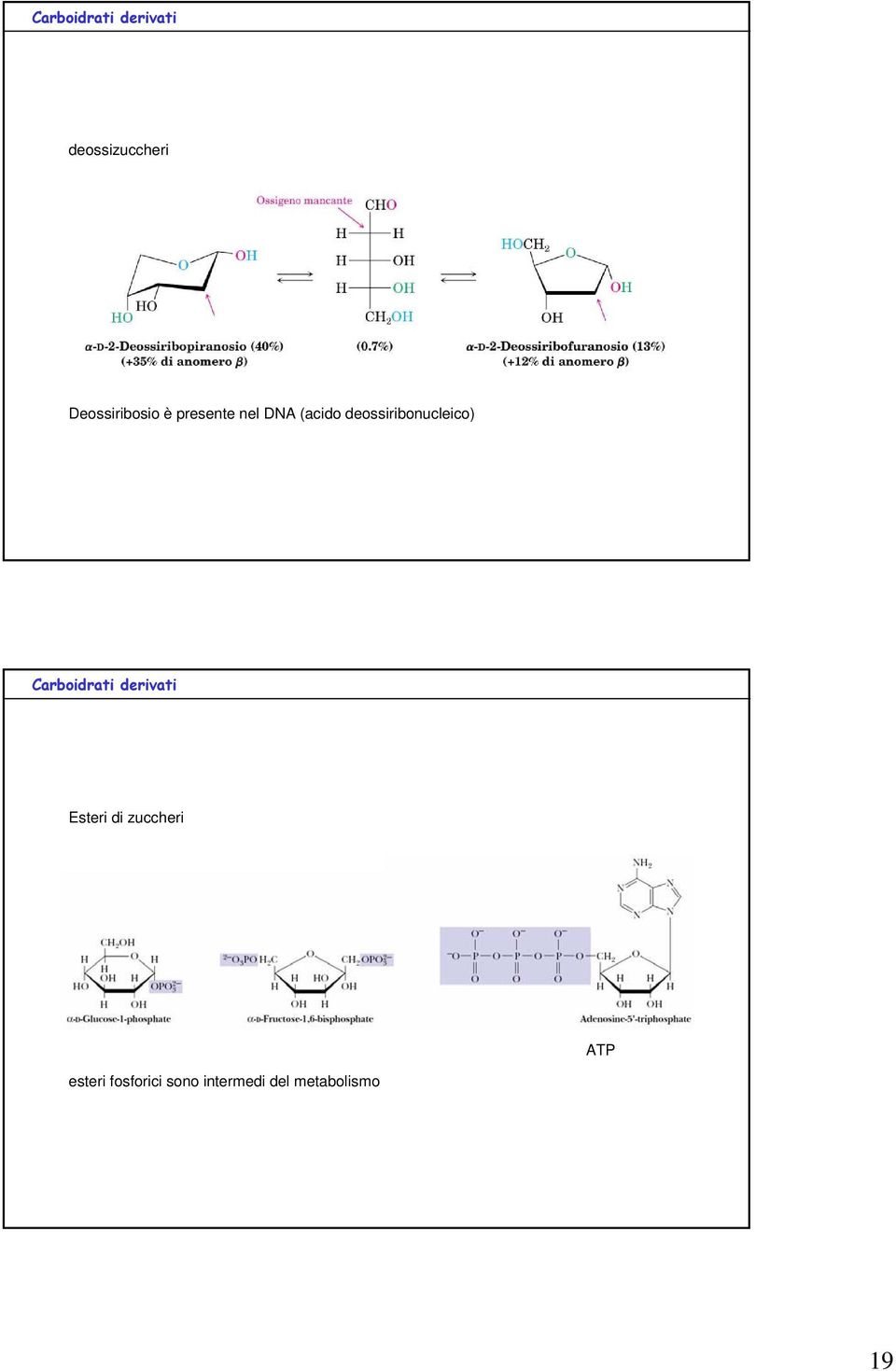 deossiribonucleico) Carboidrati derivati Esteri