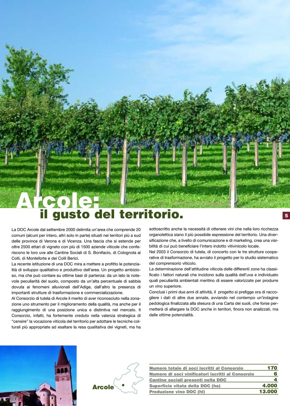 Una fascia che si estende per oltre 2500 ettari di vigneto con più di 1500 aziende viticole che conferiscono le loro uve alle Cantine Sociali di S.