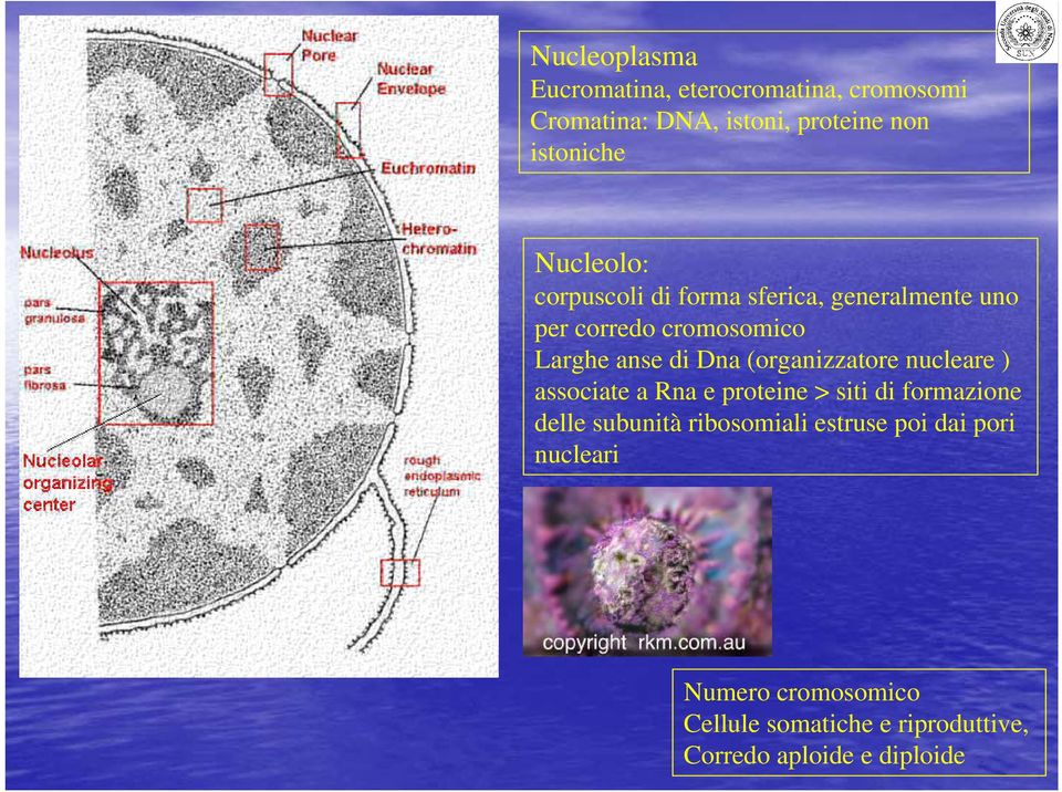 (organizzatore nucleare ) associate a Rna e proteine > siti di formazione delle subunità ribosomiali