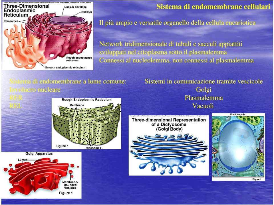 plasmalemma Connessi al nucleolemma, non connessi al plasmalemma Sistema di endomembrane a lume