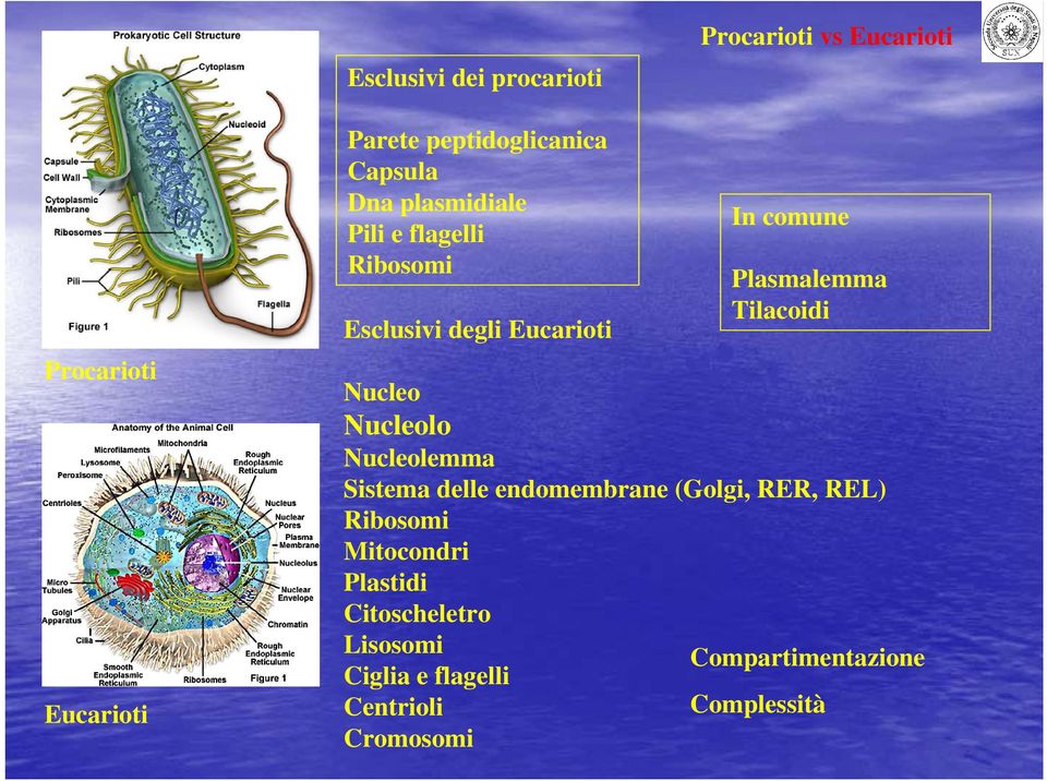 Tilacoidi Nucleo Nucleolo Nucleolemma Sistema delle endomembrane (Golgi, RER, REL) Ribosomi