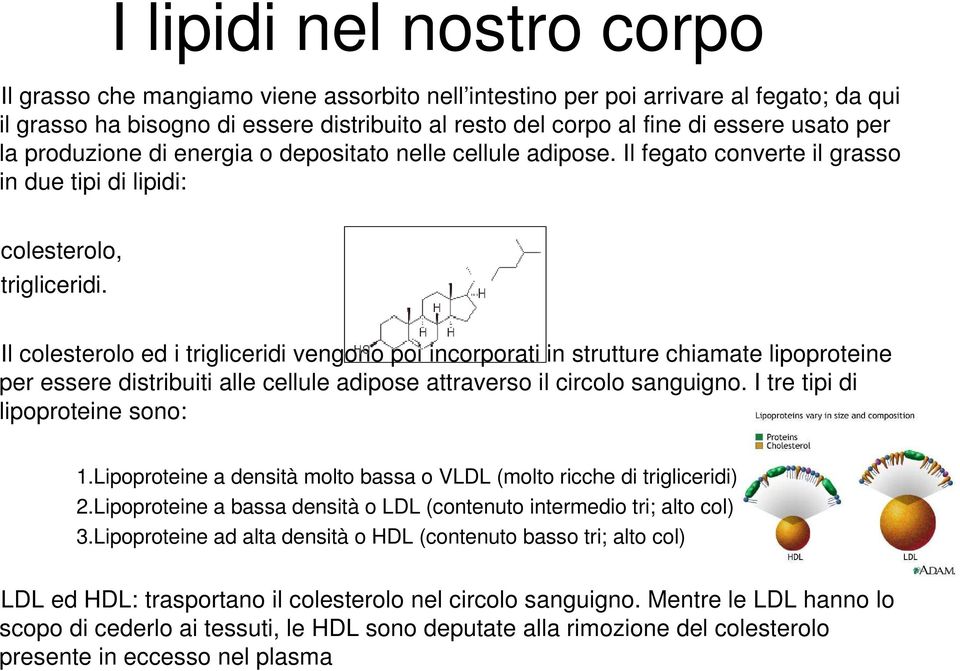 Il colesterolo ed i trigliceridi vengono poi incorporati in strutture chiamate lipoproteine per essere distribuiti alle cellule adipose attraverso il circolo sanguigno.