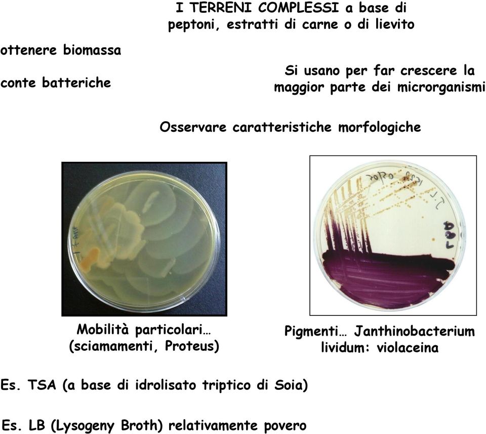 caratteristiche morfologiche Mobilità particolari (sciamamenti, Proteus) Pigmenti