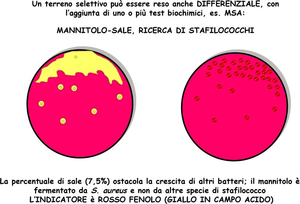 MSA: MANNITOLO-SALE, RICERCA DI STAFILOCOCCHI La percentuale di sale (7,5%) ostacola la