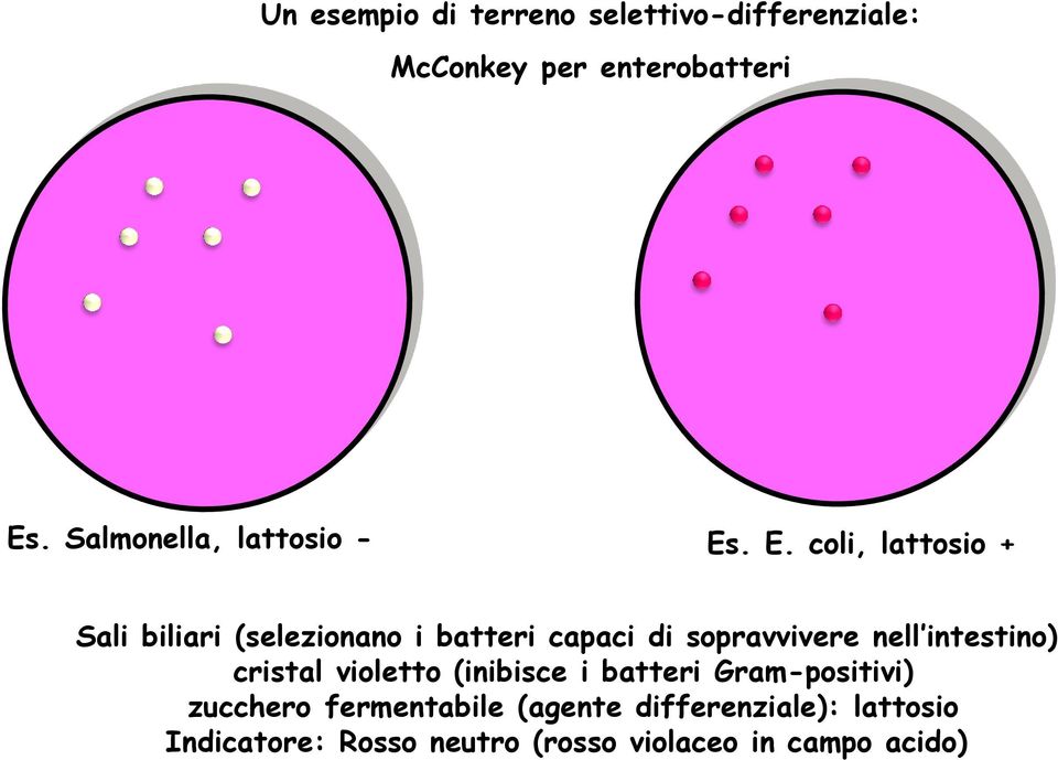 . E. coli, lattosio + Sali biliari (selezionano i batteri capaci di sopravvivere nell