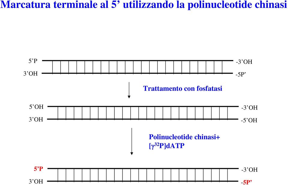 Trattamento con fosfatasi 5 OH 3 OH -3 OH -5