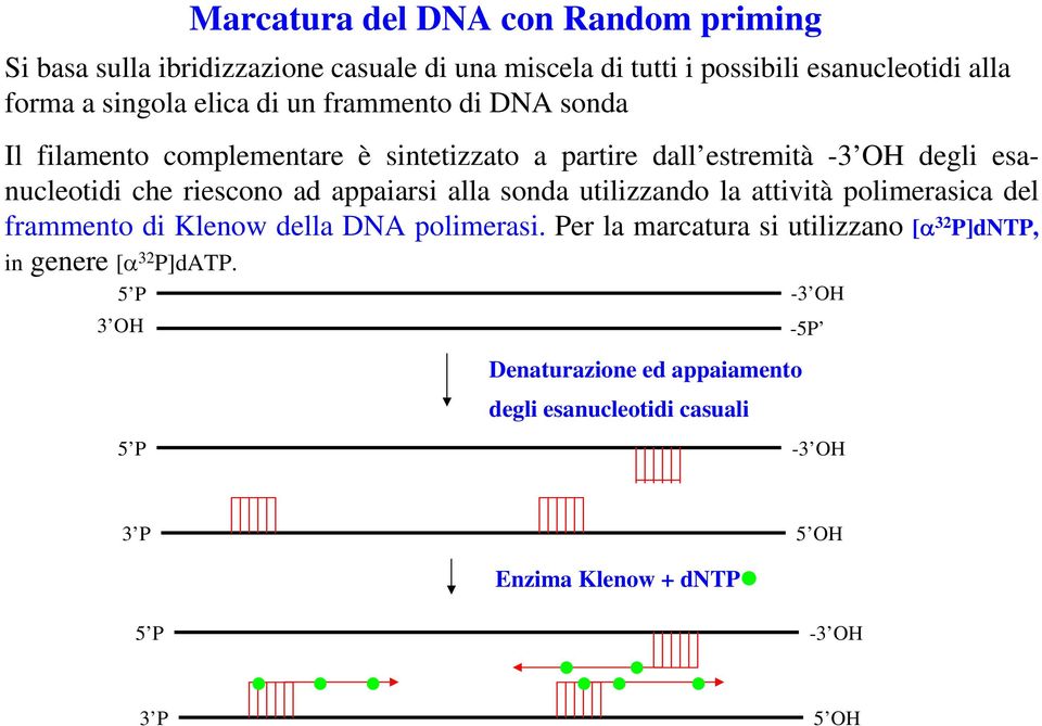 appaiarsi alla sonda utilizzando la attività polimerasica del frammento di Klenow della DNA polimerasi.
