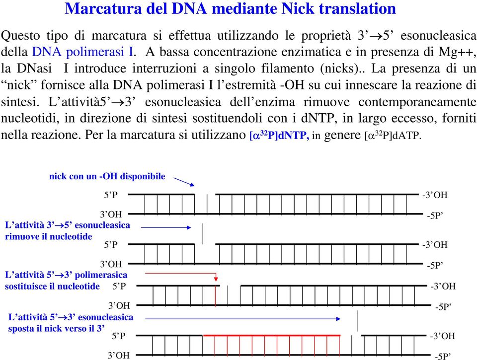 . La presenza di un nick fornisce alla DNA polimerasi I l estremità -OH su cui innescare la reazione di sintesi.