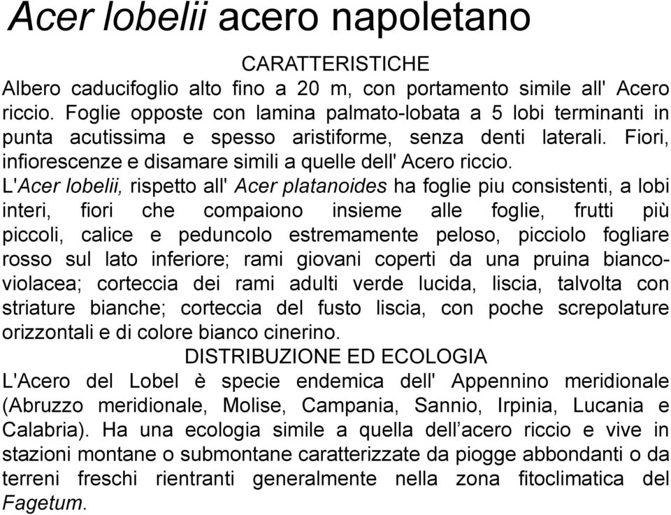 L'Acer lobelii, rispetto all' Acer platanoides ha foglie piu consistenti, a lobi interi, fiori che compaiono insieme alle foglie, frutti più piccoli, calice e peduncolo estremamente peloso, picciolo