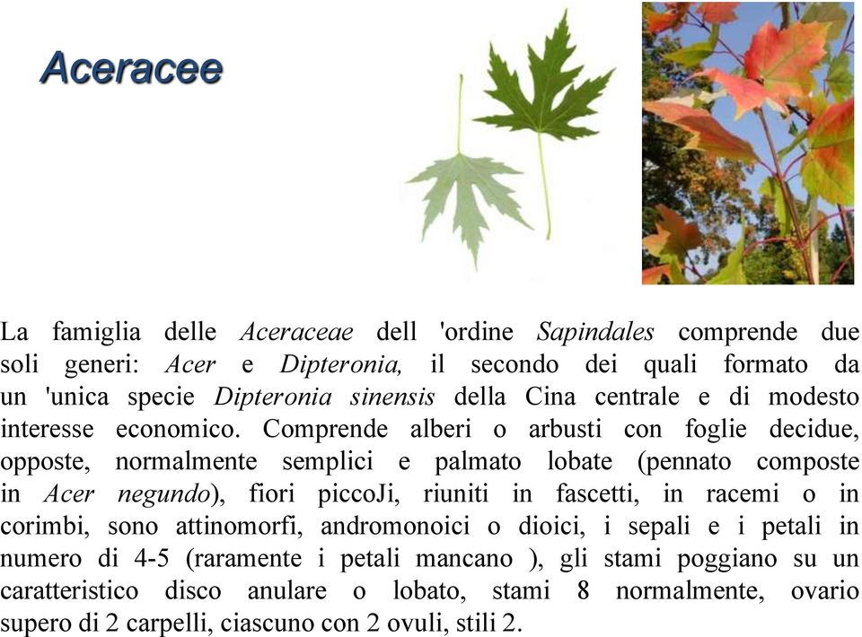 Comprende alberi o arbusti con foglie decidue, opposte, normalmente semplici e palmato lobate (pennato composte in Acer negundo), fiori piccoji, riuniti in fascetti, in