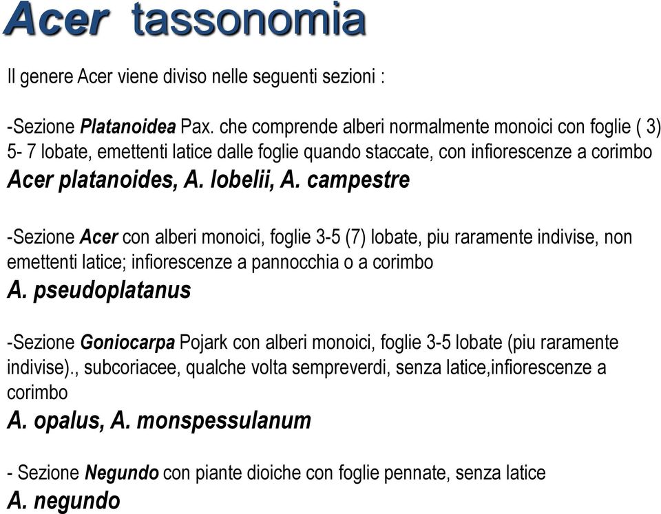 campestre -Sezione Acer con alberi monoici, foglie 3-5 (7) lobate, piu raramente indivise, non emettenti latice; infiorescenze a pannocchia o a corimbo A.