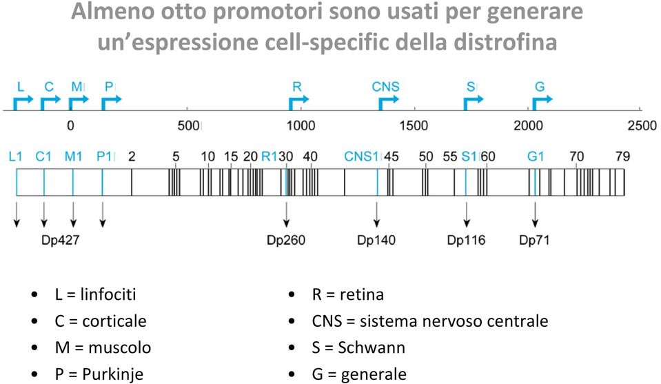 linfociti C = corticale M = muscolo P = Purkinje R =