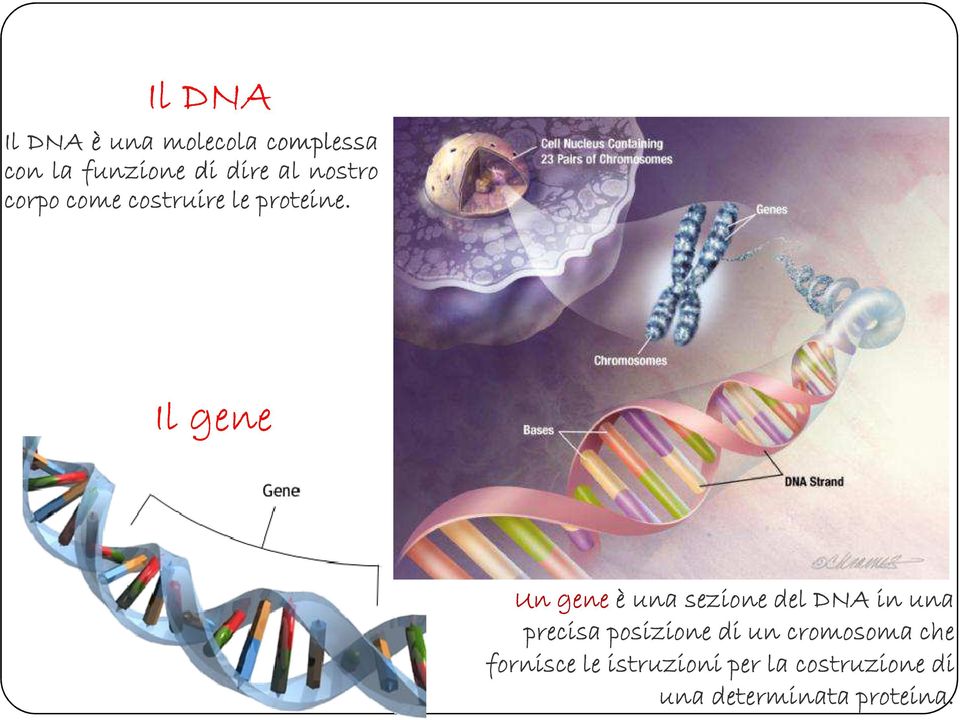 Il gene Un gene è una sezione del DNA in una precisa posizione