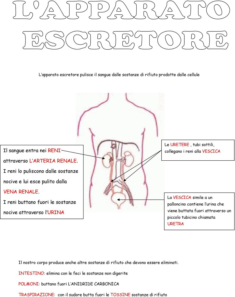 I reni buttano fuori le sostanze nocive attraverso l URINA : La VESCICA simile a un palloncino contiene l urina che viene buttata fuori attraverso un piccolo tubicino chiamata