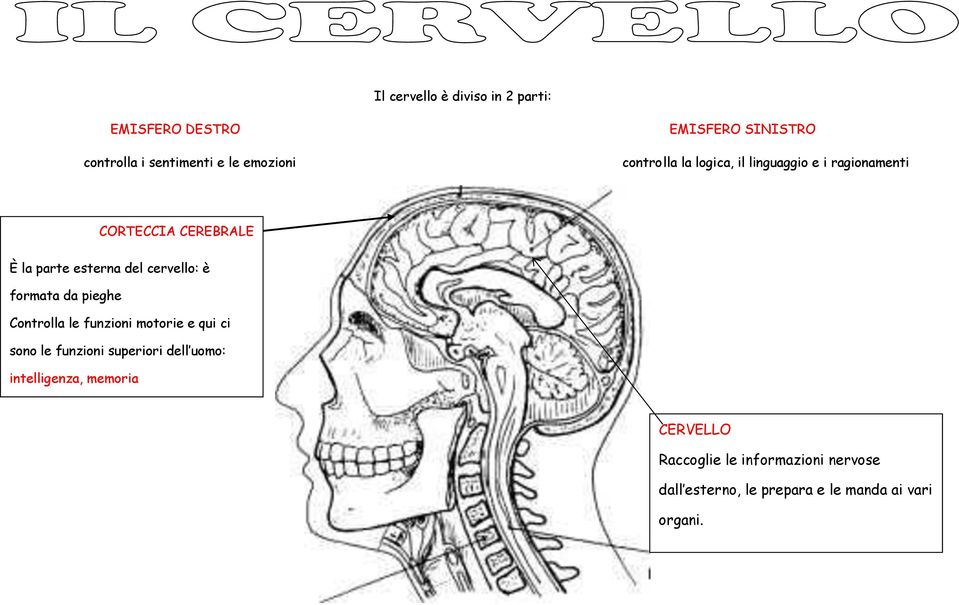 è formata da pieghe Controlla le funzioni motorie e qui ci sono le funzioni superiori dell uomo: