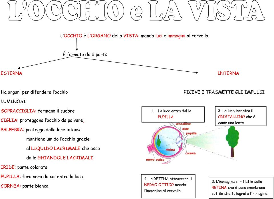 polvere, PALPEBRA: protegge dalla luce intensa mantiene umido l occhio grazie al LIQUIDO LACRIMALE che esce dalle GHIANDOLE LACRIMALI IRIDE: parte colorata PUPILLA: foro nero