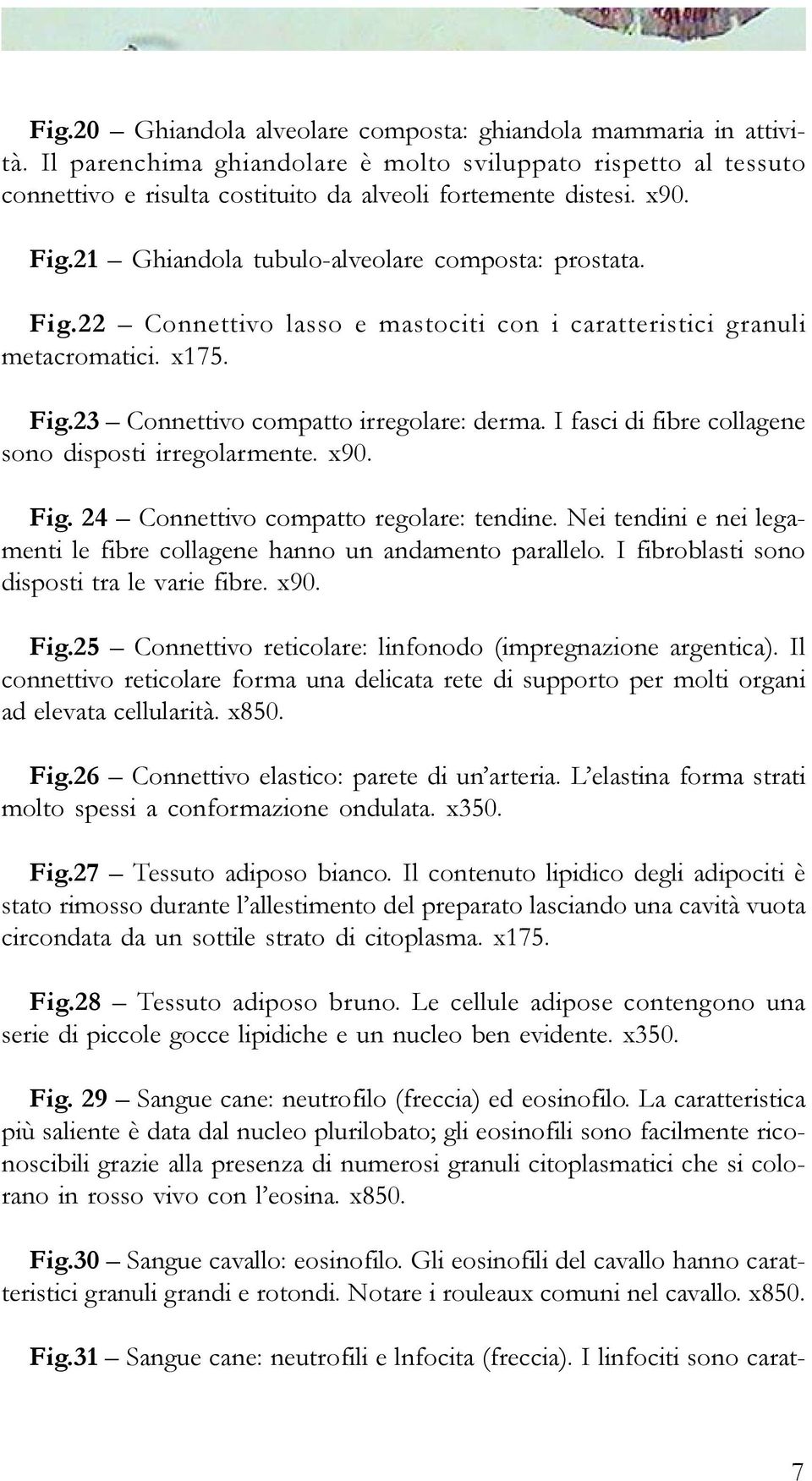 I fasci di fibre collagene sono disposti irregolarmente. x90. Fig. 24 Connettivo compatto regolare: tendine. Nei tendini e nei legamenti le fibre collagene hanno un andamento parallelo.