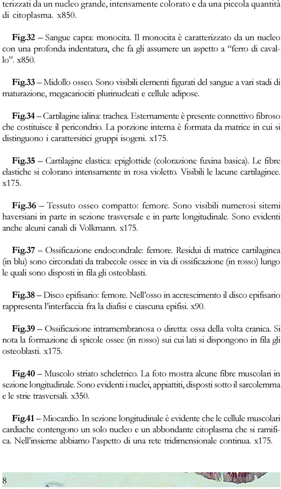 Sono visibili elementi figurati del sangue a vari stadi di maturazione, megacariociti plurinucleati e cellule adipose. Fig.34 Cartilagine ialina: trachea.