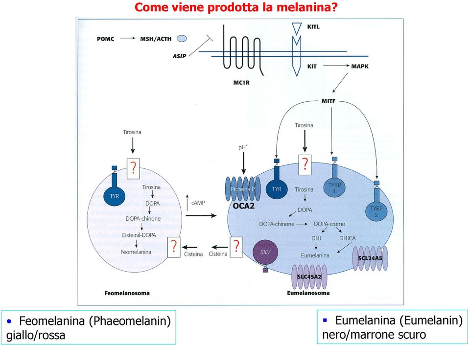 OCA2 Feomelanina