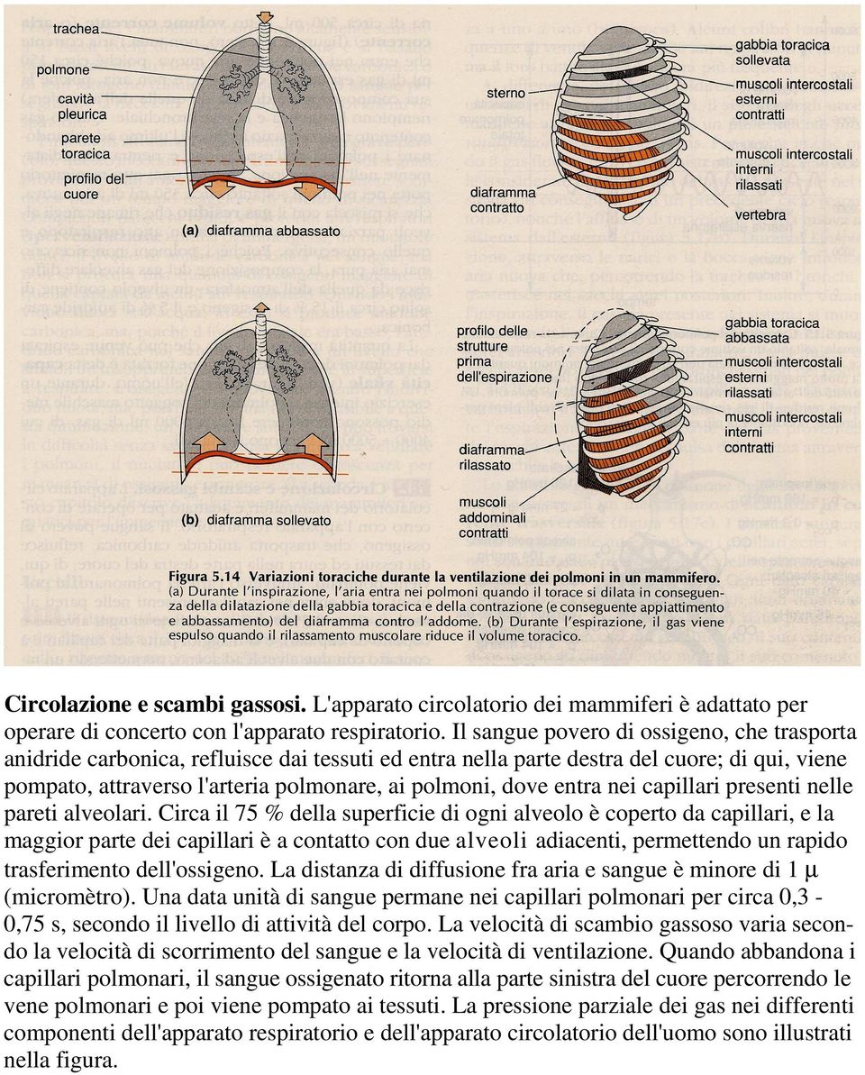 entra nei capillari presenti nelle pareti alveolari.