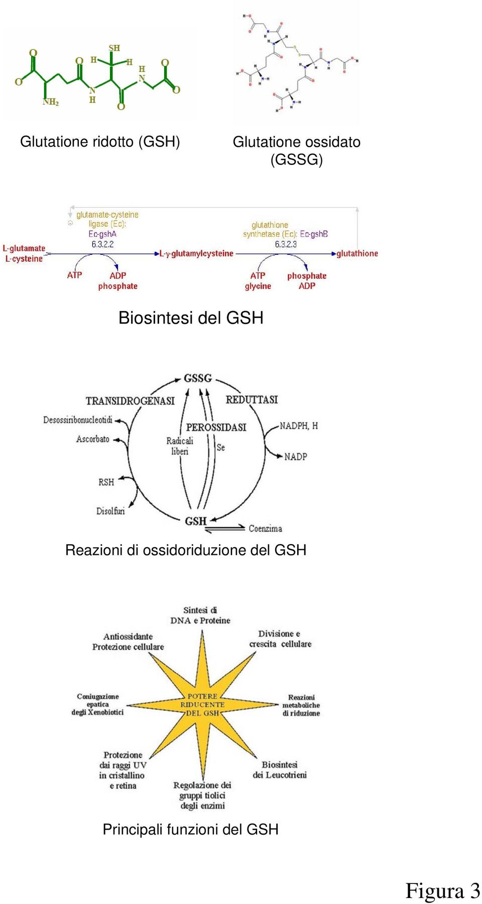 Reazioni di ossidoriduzione del GSH