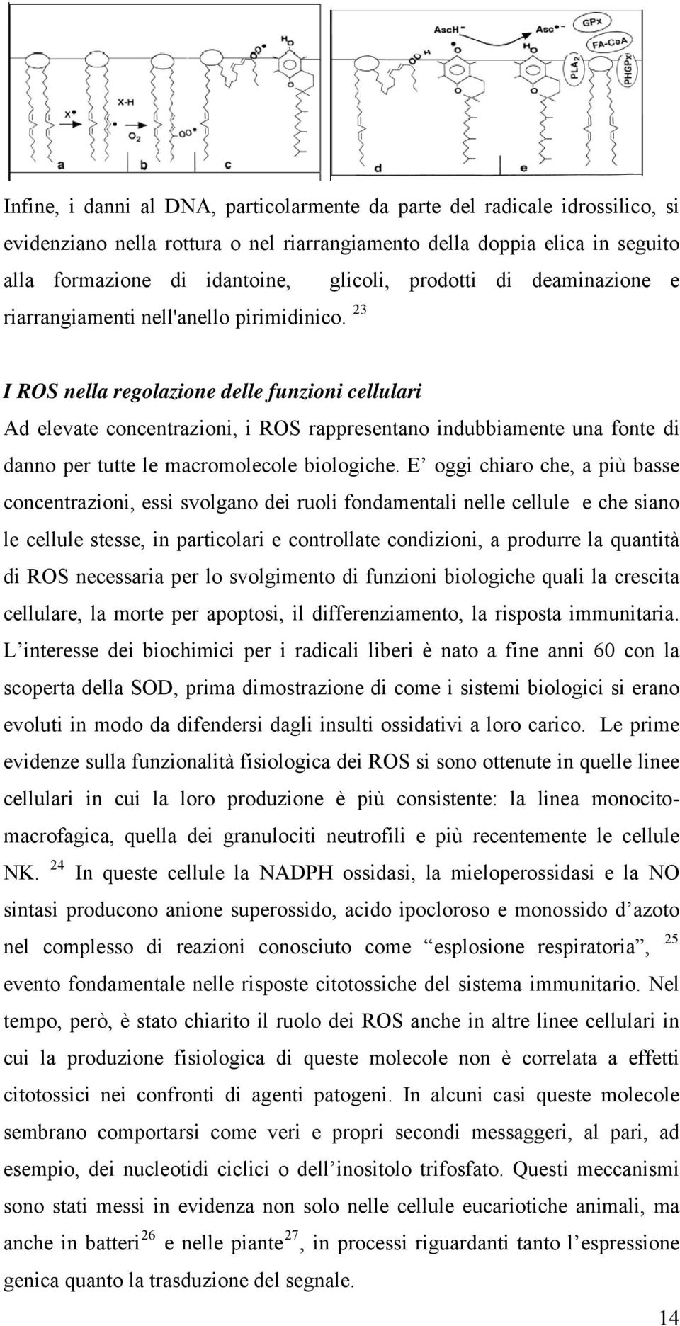 23 I ROS nella regolazione delle funzioni cellulari Ad elevate concentrazioni, i ROS rappresentano indubbiamente una fonte di danno per tutte le macromolecole biologiche.