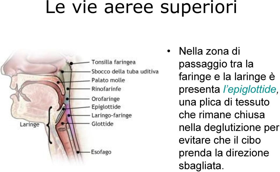 plica di tessuto che rimane chiusa nella deglutizione