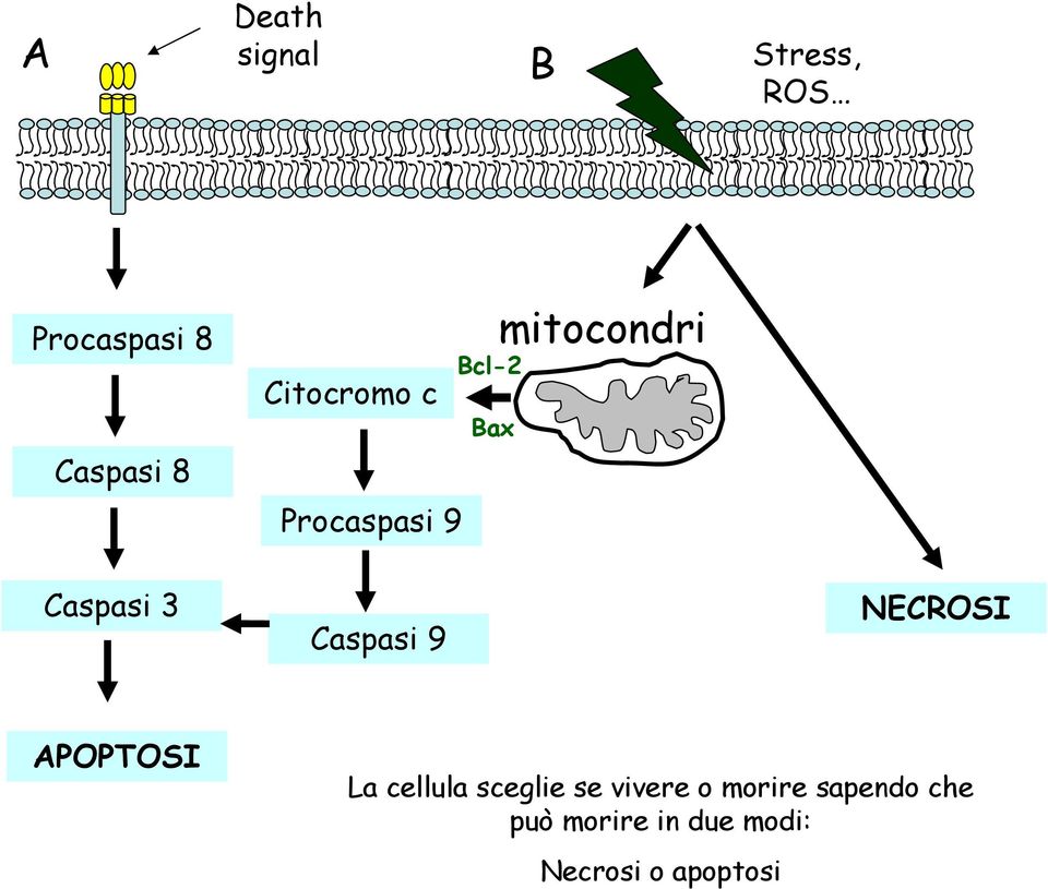 Caspasi 9 NECROSI APOPTOSI La cellula sceglie se vivere