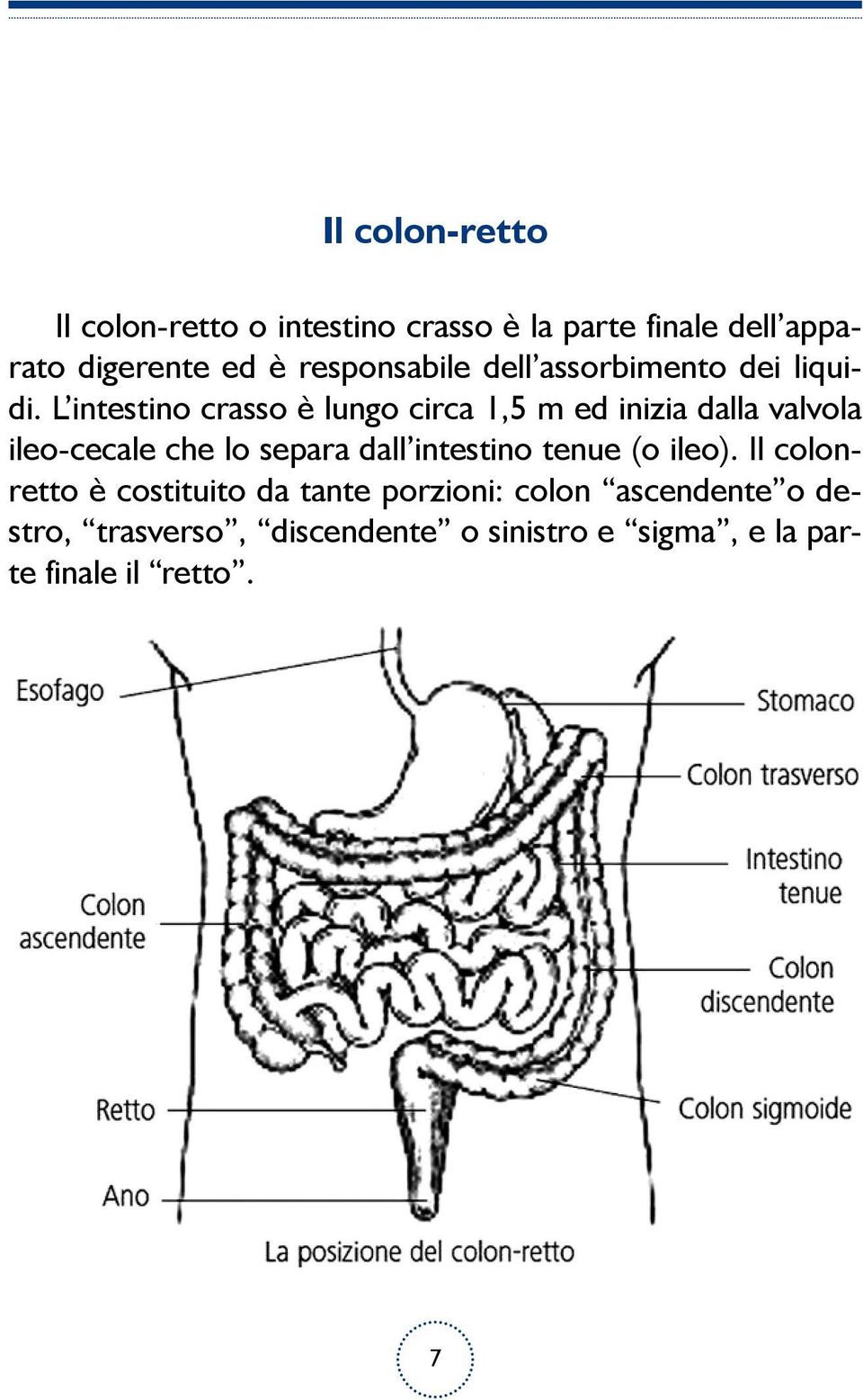 L intestino crasso è lungo circa 1,5 m ed inizia dalla valvola ileo-cecale che lo separa dall