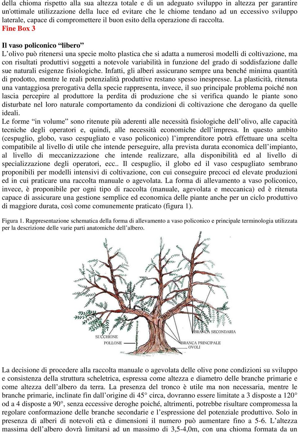 Fine Box 3 Il vaso policonico libero L olivo può ritenersi una specie molto plastica che si adatta a numerosi modelli di coltivazione, ma con risultati produttivi soggetti a notevole variabilità in