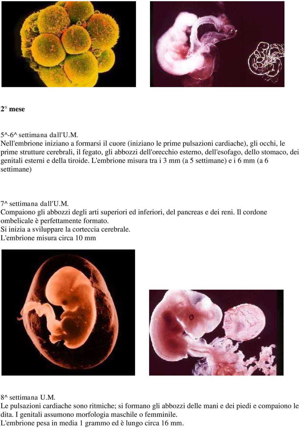 Il cordone ombelicale è perfettamente formato. Si inizia a sviluppare la corteccia cerebrale. L'embrione misura circa 10 mm 8^ settimana U.M.