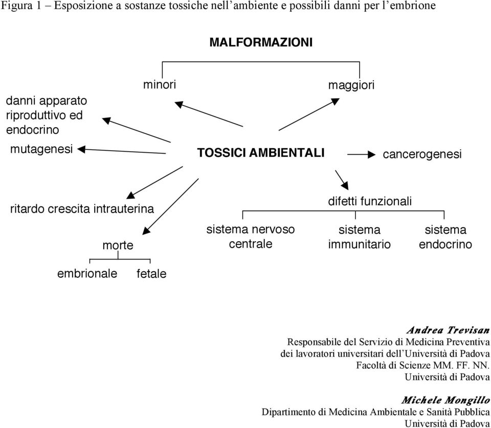 immunitario sistema endocrino embrionale fetale Andrea Trevisan Responsabile del Servizio di Medicina Preventiva dei lavoratori universitari dell