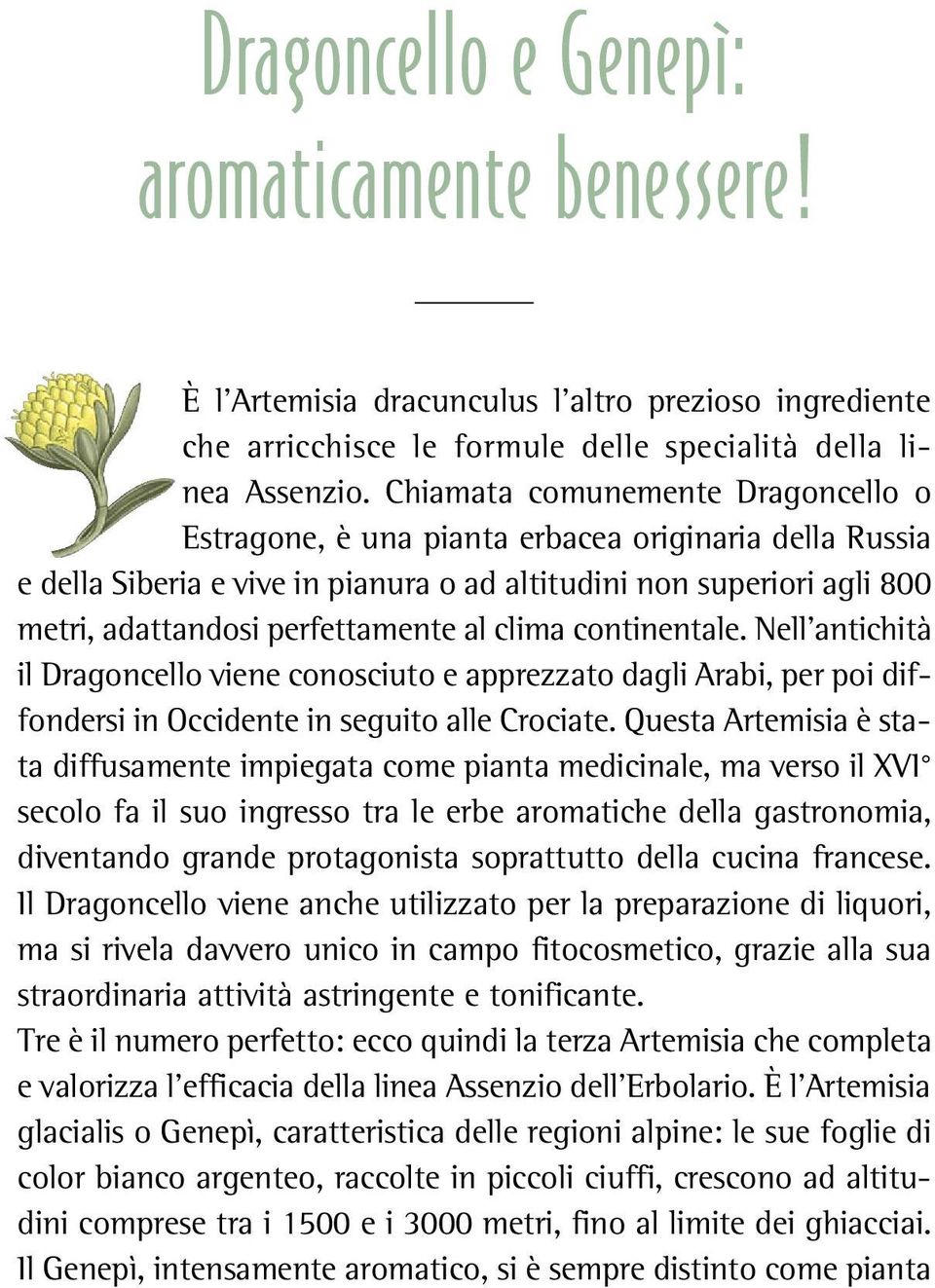 clima continentale. Nell antichità il Dragoncello viene conosciuto e apprezzato dagli Arabi, per poi diffondersi in Occidente in seguito alle Crociate.