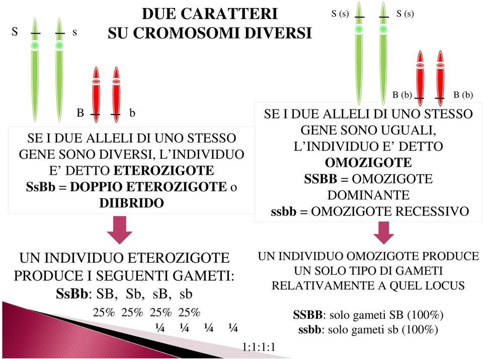 OMOZIGOTE DOMINANTE ssbb = OMOZIGOTE RECESSIVO UN INDIVIDUO ETEROZIGOTE PRODUCE I SEGUENTI GAMETI: SsBb: SB, Sb, sb, sb 25% 25% 25% 25% ¼ ¼