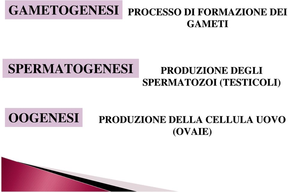 DEGLI SPERMATOZOI (TESTICOLI)