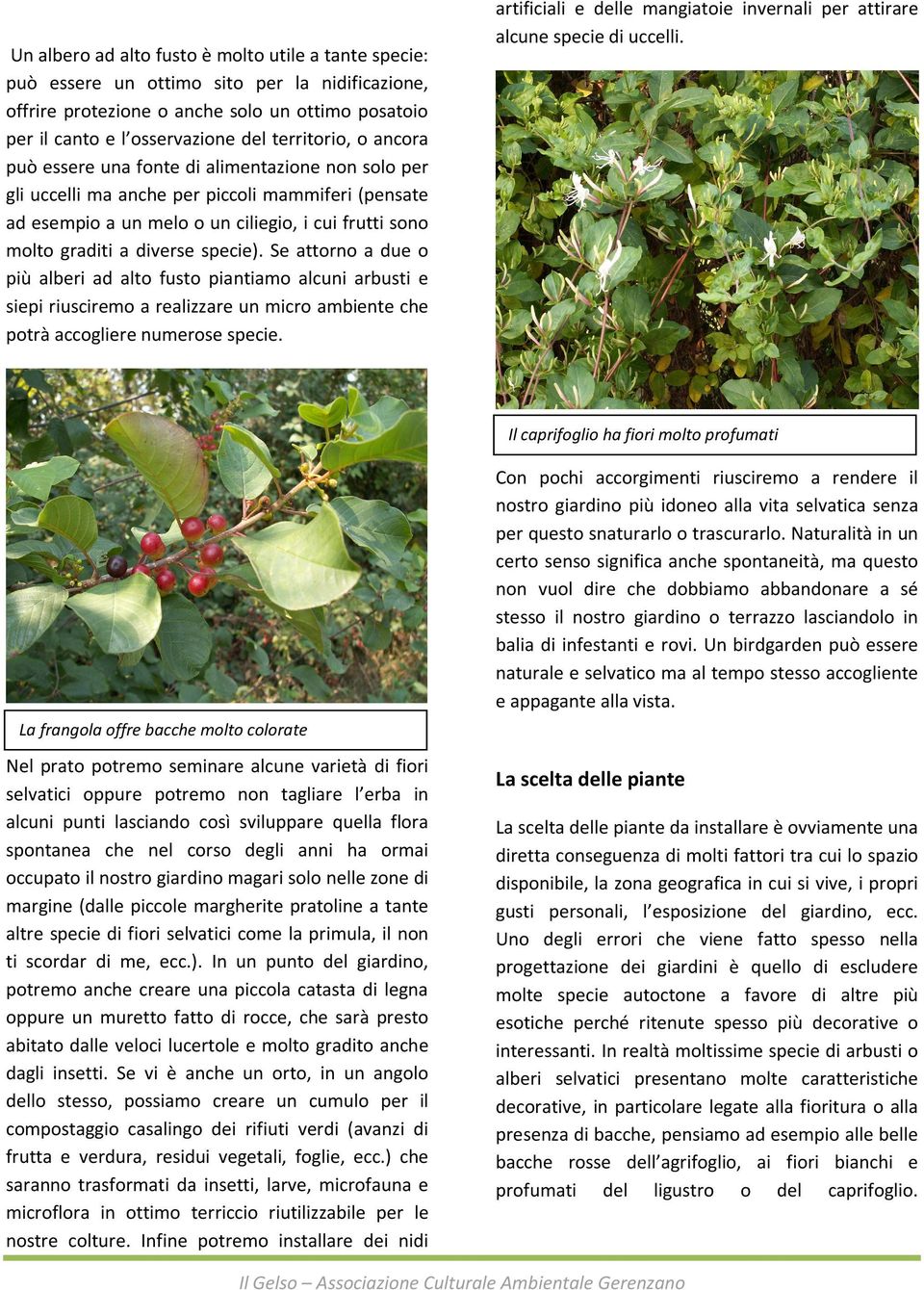 Se attorno a due o più alberi ad alto fusto piantiamo alcuni arbusti e siepi riusciremo a realizzare un micro ambiente che potrà accogliere numerose specie.