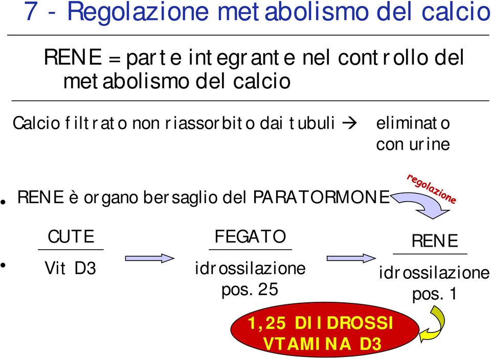 tubuli eliminato con urine RENE è organo bersaglio del PARATORMONE CUTE