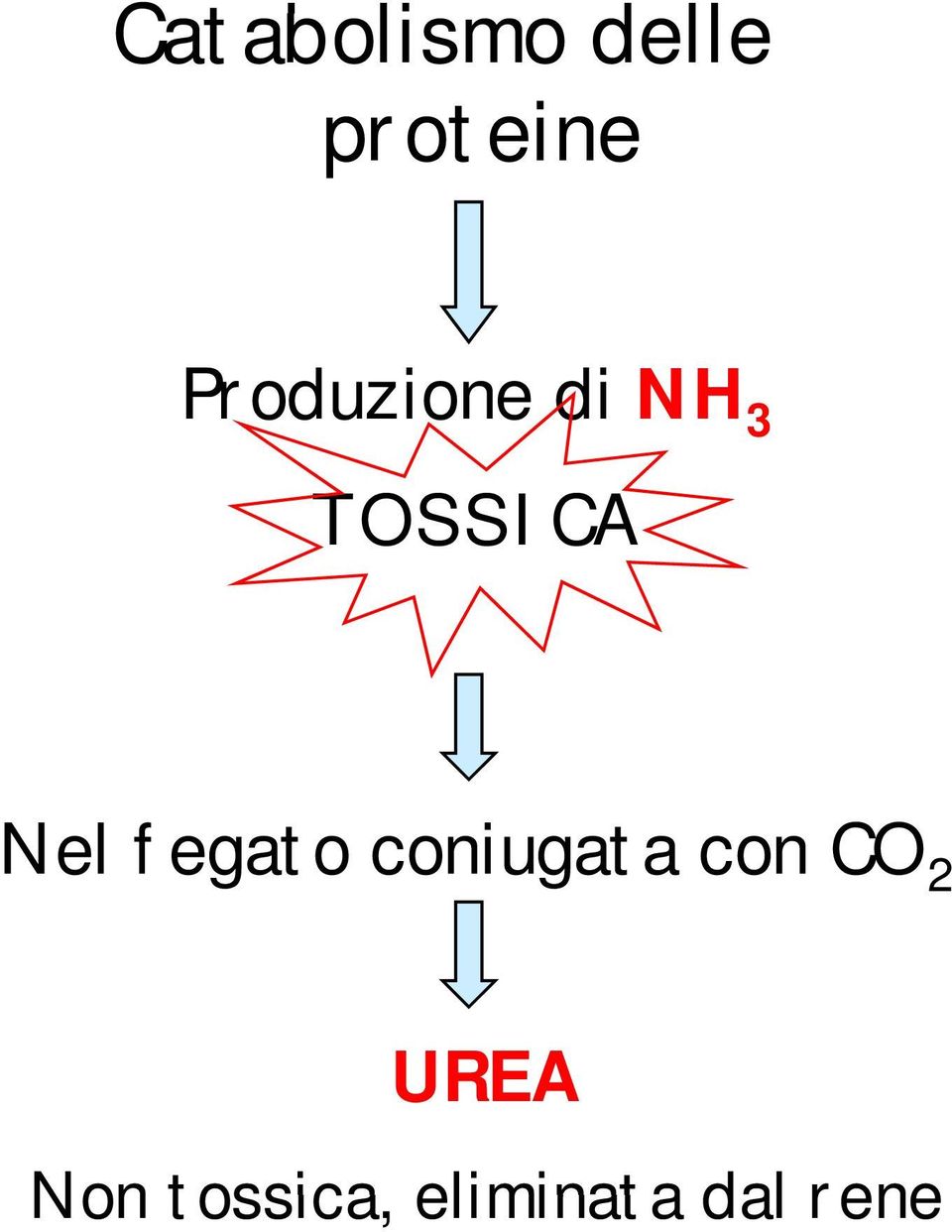 Nel fegato coniugata con CO 2