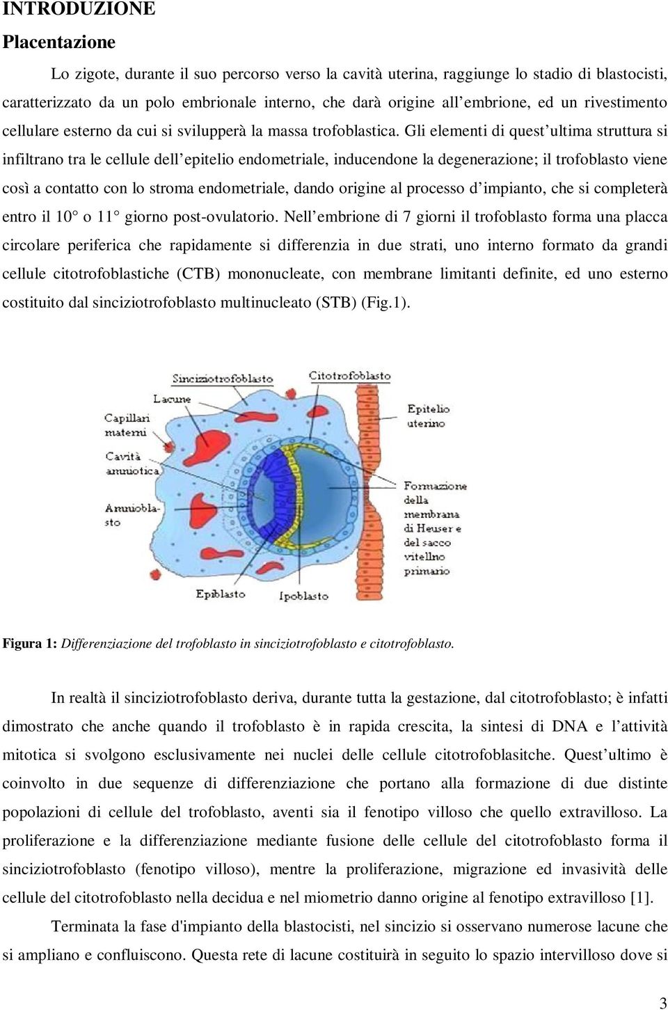 Gli elementi di quest ultima struttura si infiltrano tra le cellule dell epitelio endometriale, inducendone la degenerazione; il trofoblasto viene così a contatto con lo stroma endometriale, dando