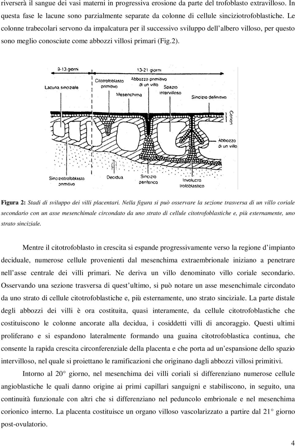 Figura 2: Stadi di sviluppo dei villi placentari.