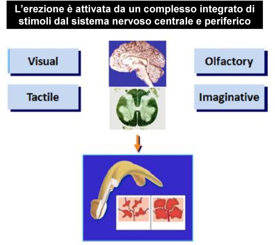 di stimoli dal sistema