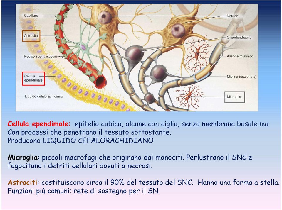 Producono LIQUIDO CEFALORACHIDIANO Microglia: piccoli macrofagi che originano dai monociti.