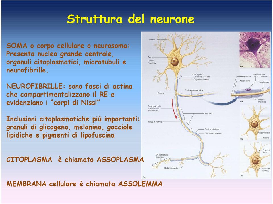 NEUROFIBRILLE: sono fasci di actina che compartimentalizzano il RE e evidenziano i corpi di Nissl Inclusioni