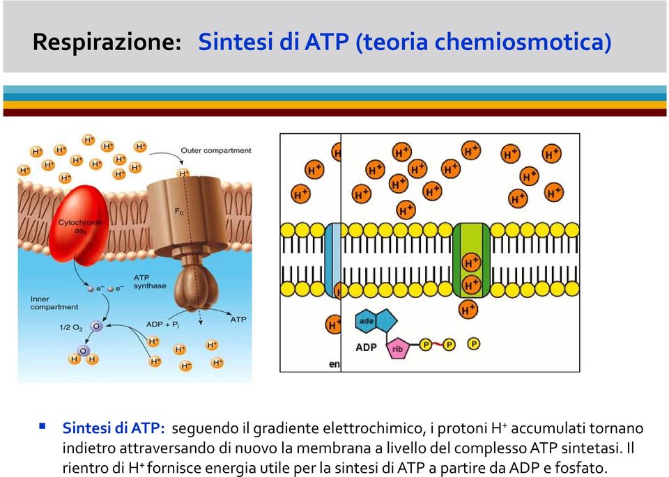 attraversando di nuovo la membrana a livello del complesso ATP sintetasi.