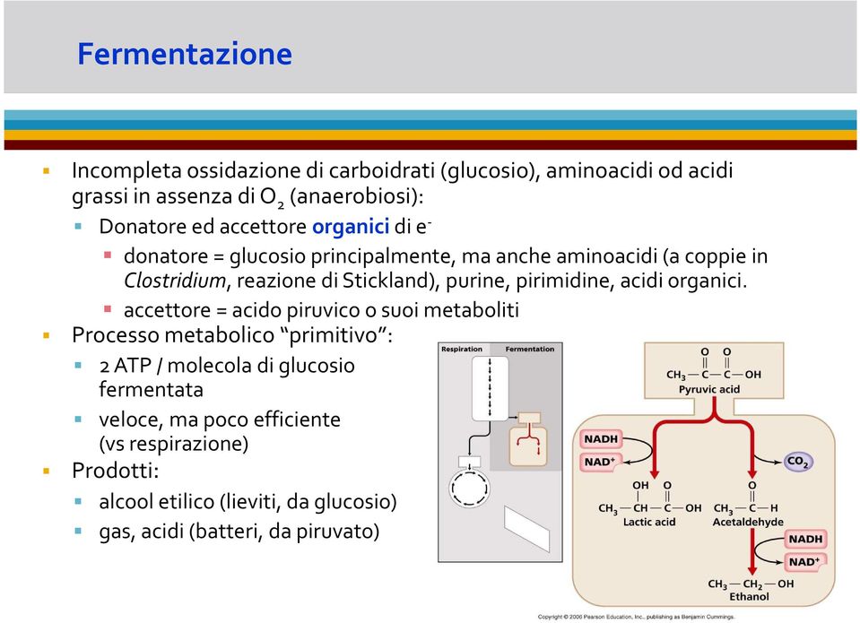 purine, pirimidine, acidi organici.