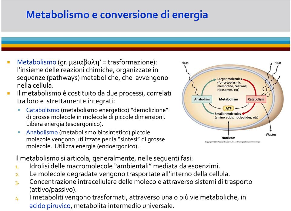 Libera energia(esoergonico). Anabolismo(metabolismo biosintetico) piccole molecole vengono utilizzate per la sintesi di grosse molecole. Utilizza energia(endoergonico).