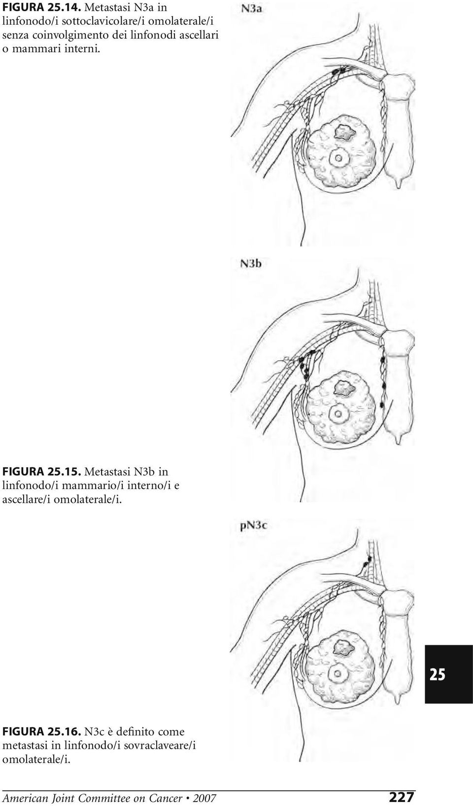 linfonodi ascellari o mammari interni. FIGURA.15.