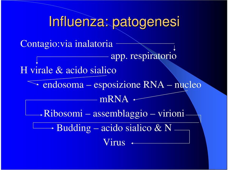 endosoma esposizione RNA nucleo mrna Ribosomi